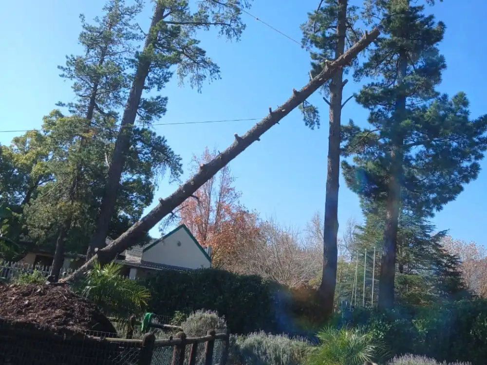 Removal of a hazardous, storm-damaged tree in Cape Town