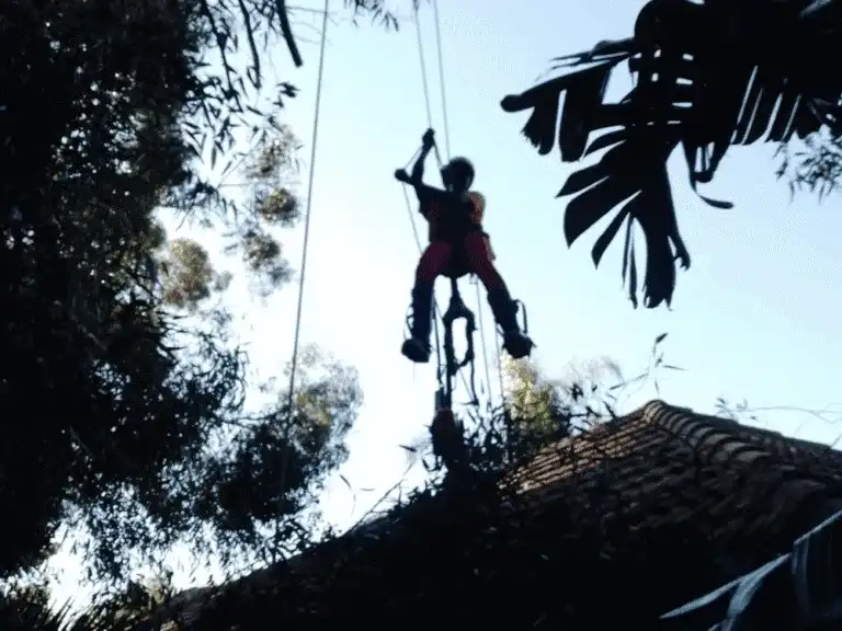 Palm tree maintenance and crown clean-up in Cape Town
