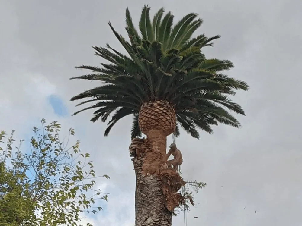 Palm tree trimming in progress at a Cape Town property