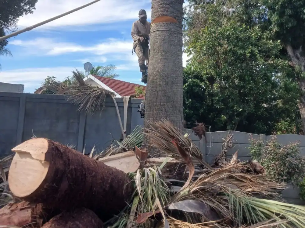 Clearing overgrown bush and vegetation on a Cape Town plot