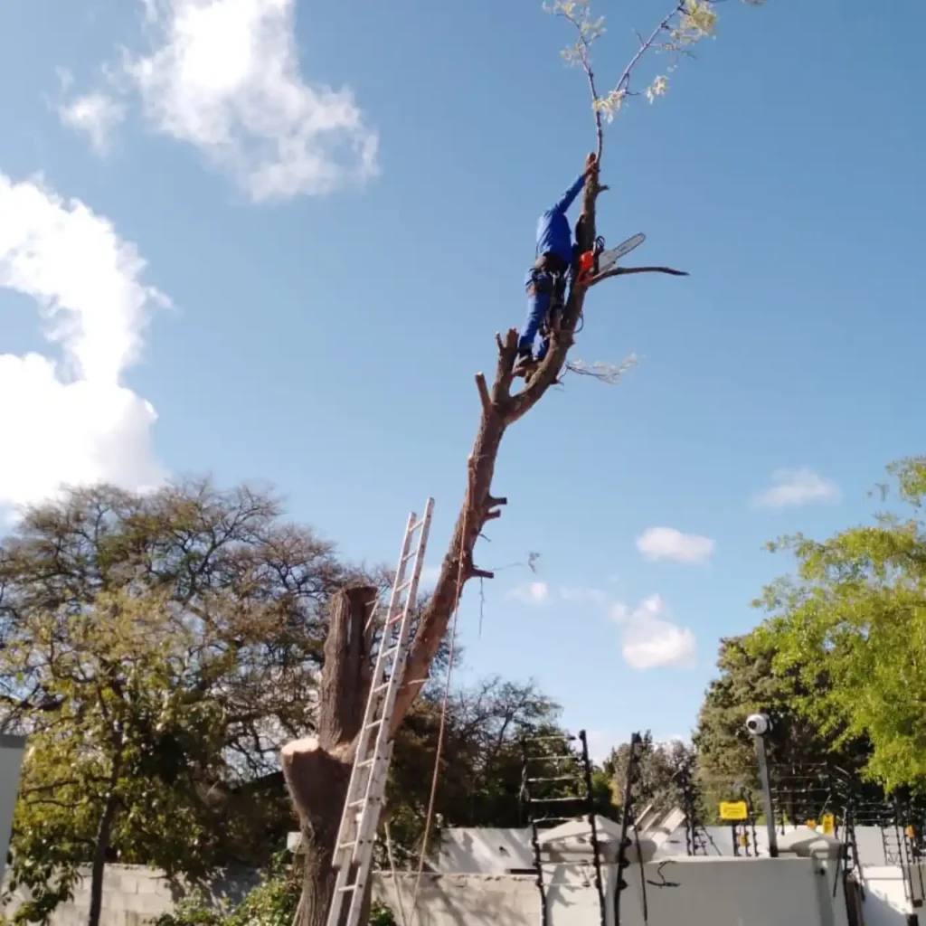 Step-by-step sectional tree cutting near a Cape Town home
