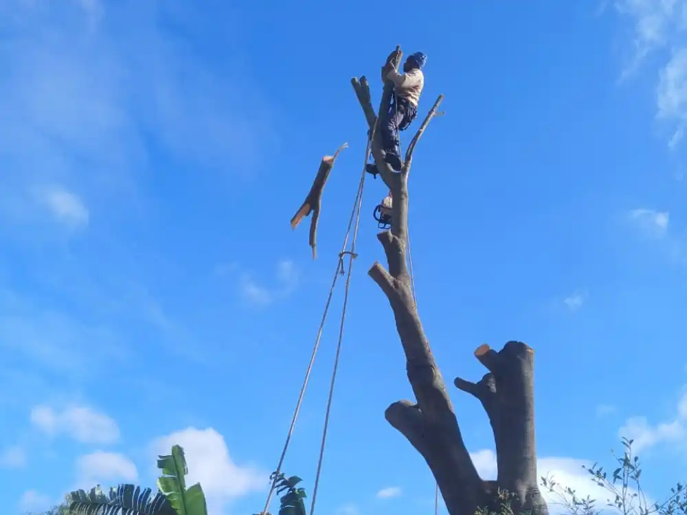 Professional tree cutting service in Cape Town