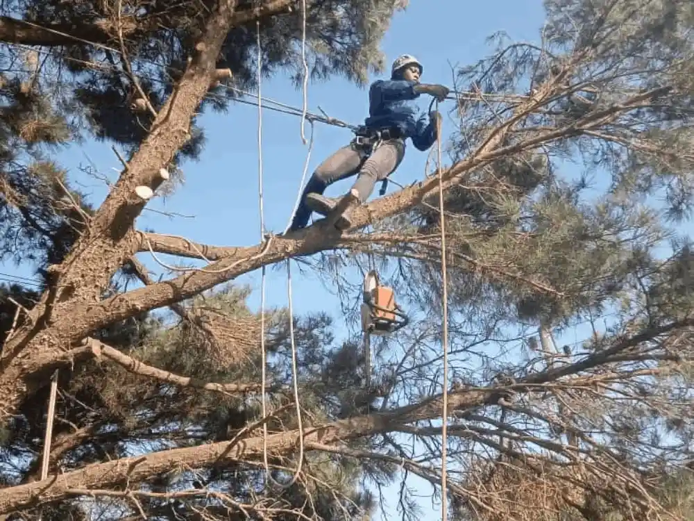 FellForce Tree Felling crew safely removing a large tree in Cape Town